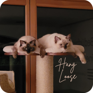 Über mich Haustiere