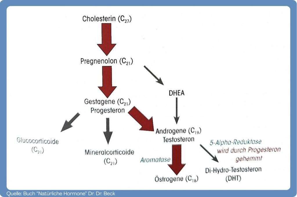 Synthese der Steroidhormone