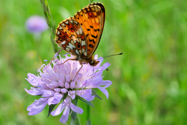 Gesunde Schilddrüse