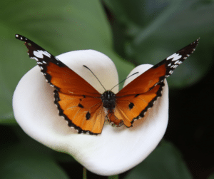 Dr. Rimkus und Schilddrüse NDT