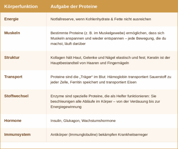 Aufgaben Proteine Eiweiß Aminosäuren im Körper