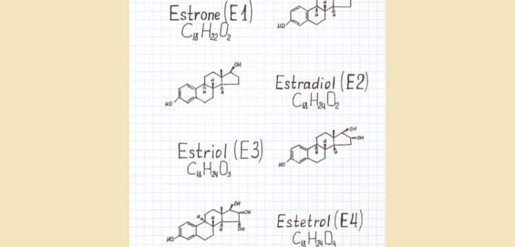 Östrogen: Östron Östradiol Östriol Östetrol